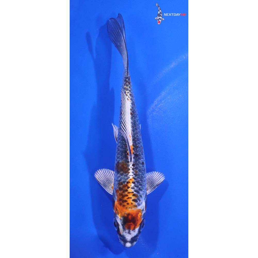5.5” Imported Kujaku