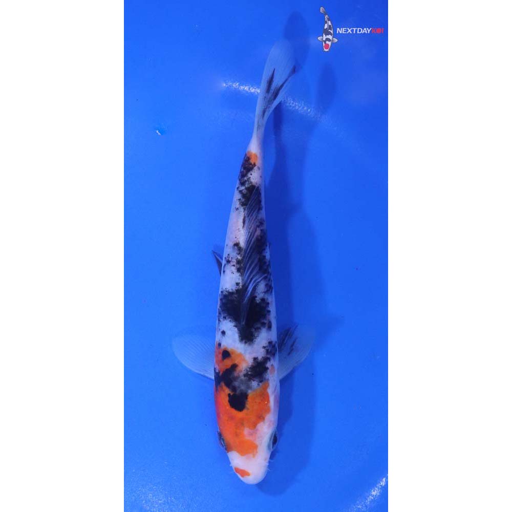 5.5” Imported Sanke