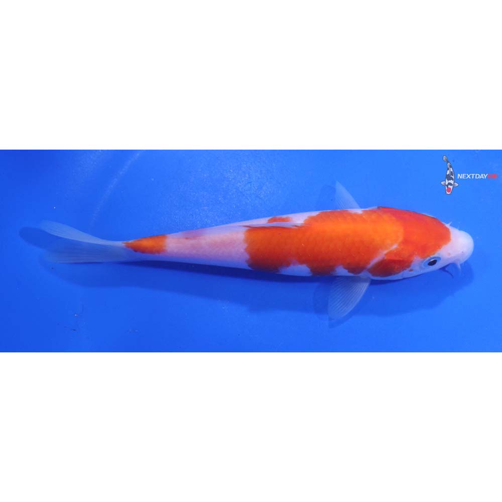 5.5” Imported Kohaku