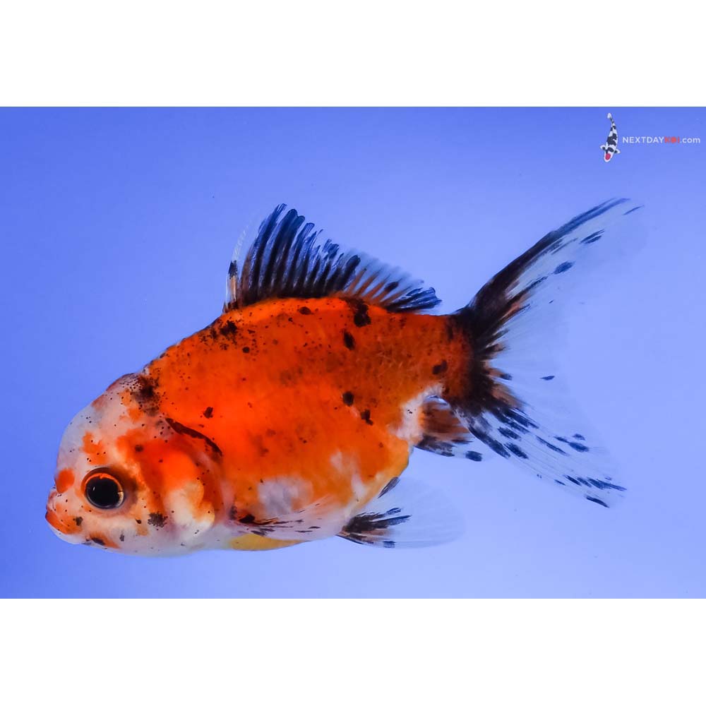 4.5” Imported Calico Oranda