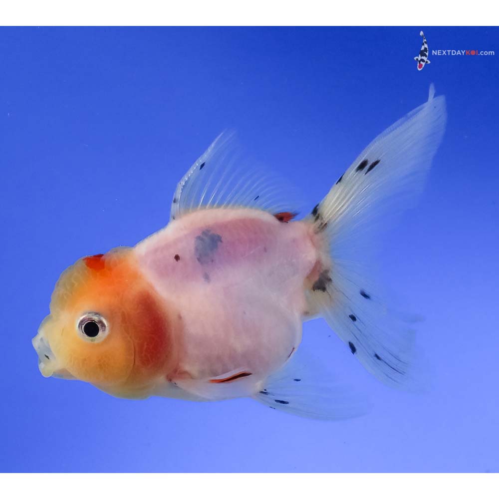 4” Imported Calico Oranda