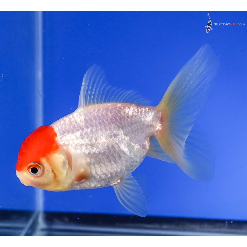 4” Imported Redcap Oranda