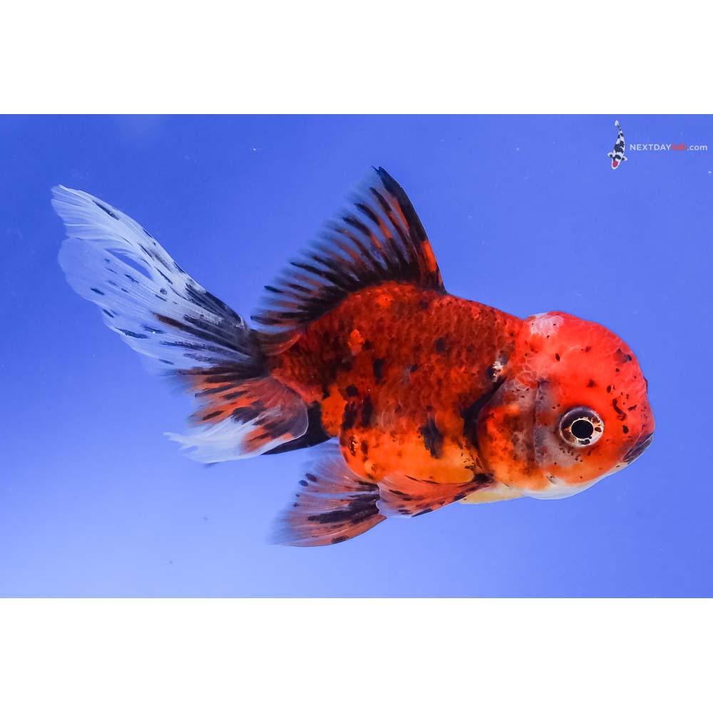 4” Imported Calico Oranda