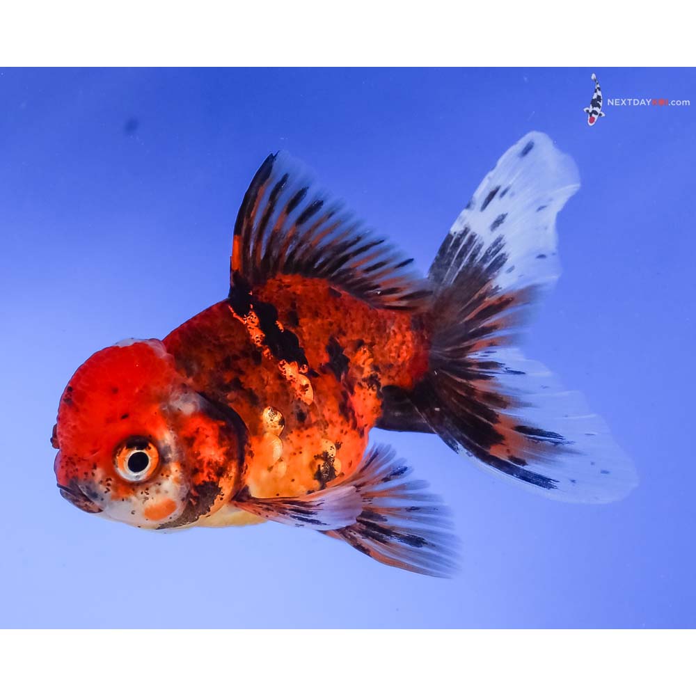 4” Imported Calico Oranda