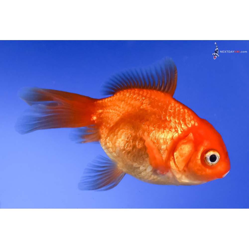 4” Imported Red Oranda