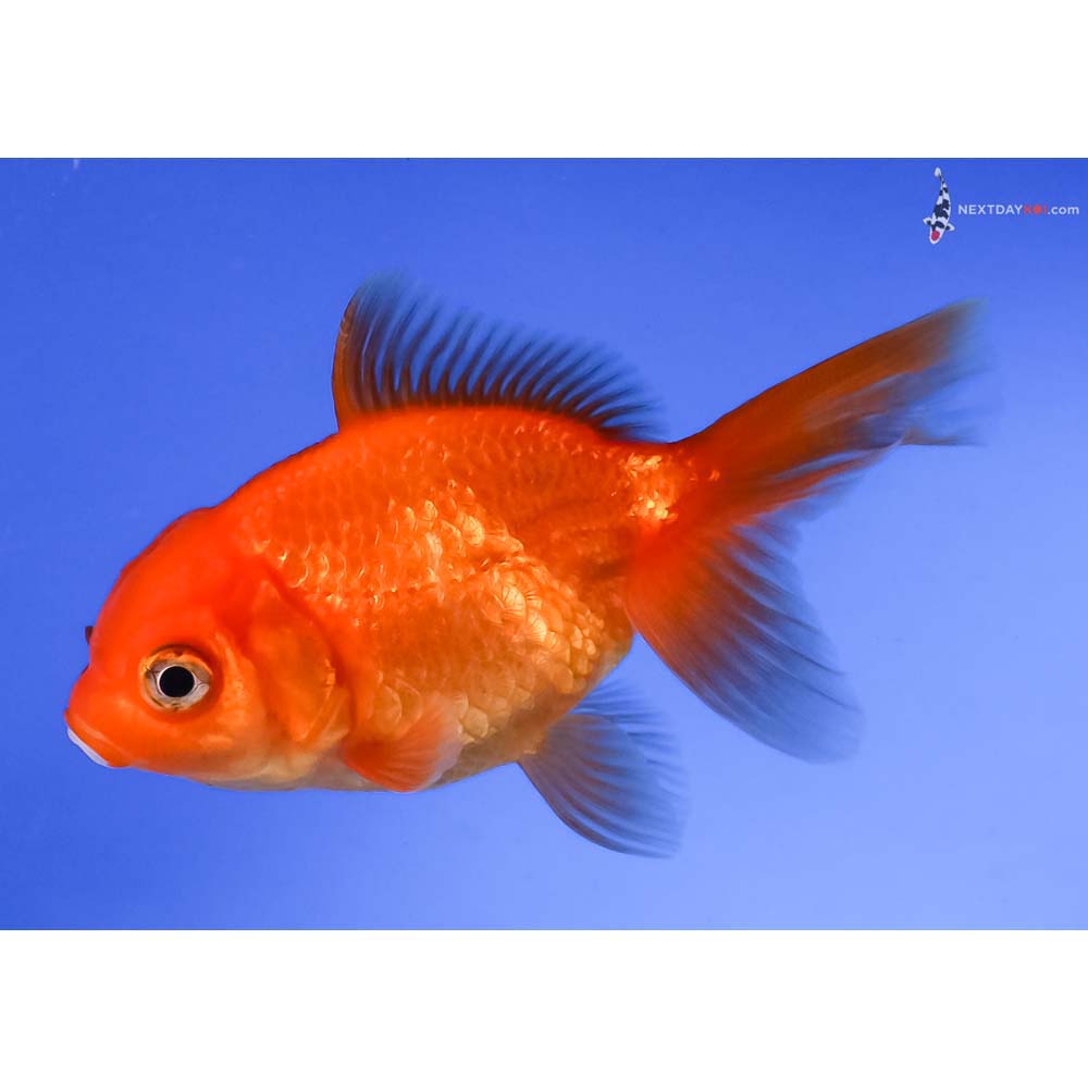 4” Imported Red Oranda