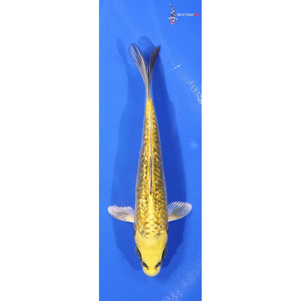 5” Imported Ki Matsuba
