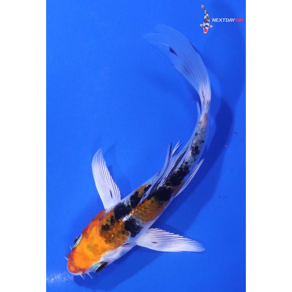 4” Imported Yamato Nishiki Butterfly Koi
