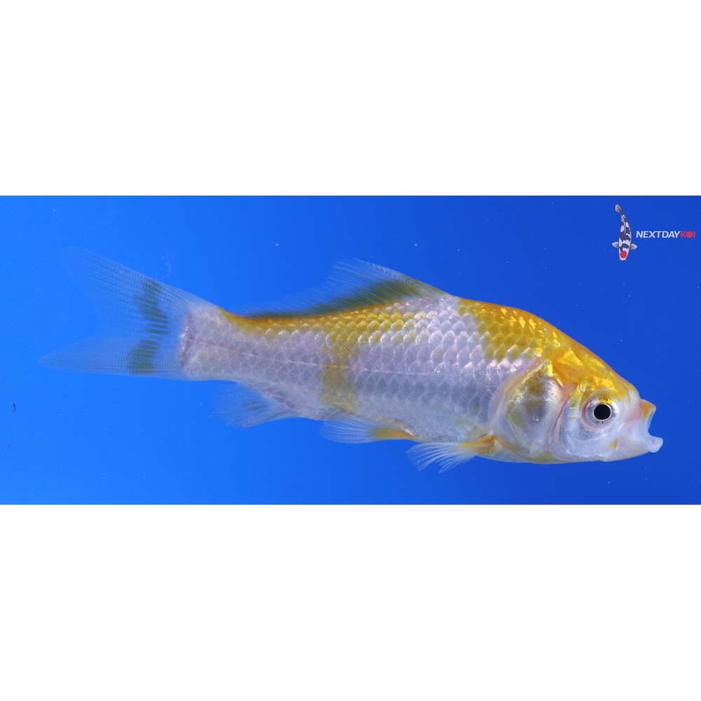 4” Imported Yellow Sarasa Comet