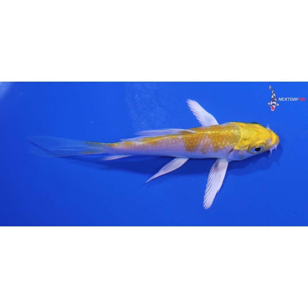3.5” Imported Lemon Hariwake Butterfly Koi