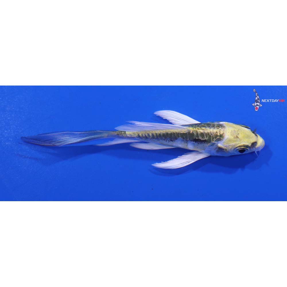 3.5” Imported Kin Kikokuryu Butterfly Koi