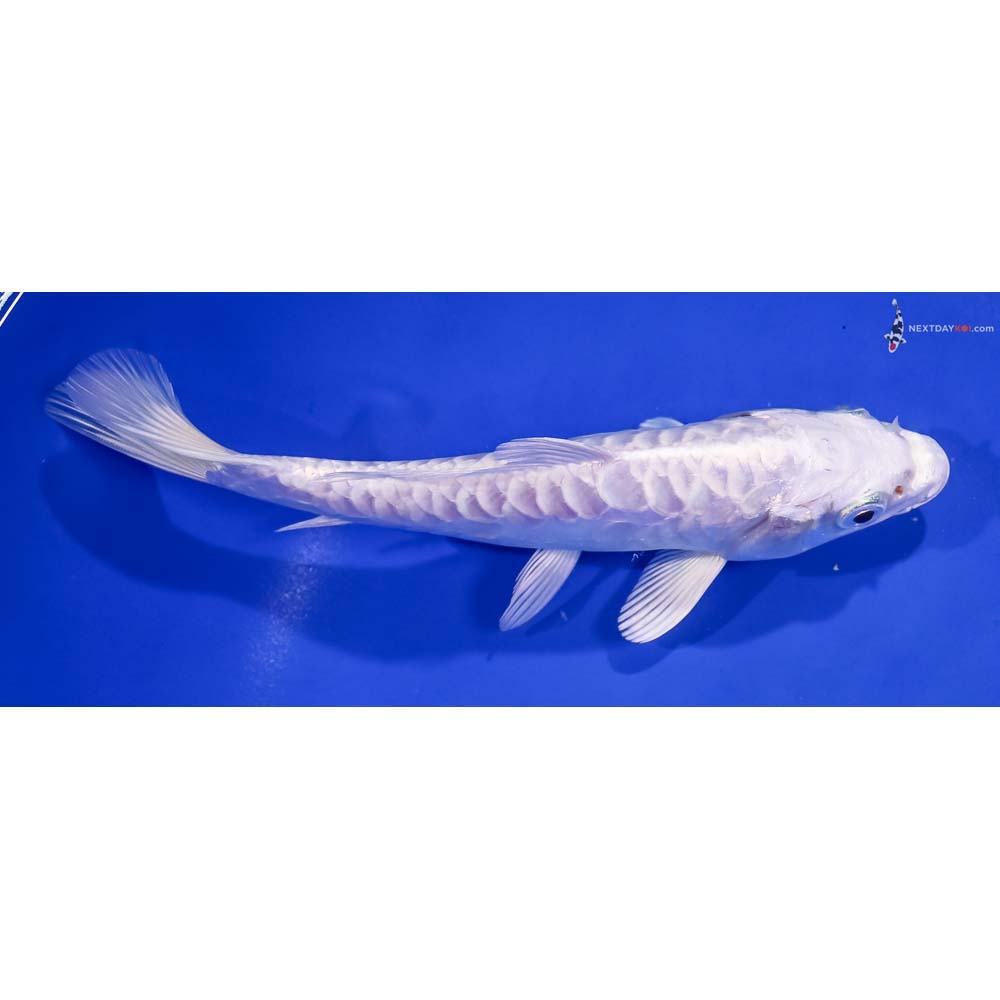 6.5” Imported Doitsu Platinum Ogon
