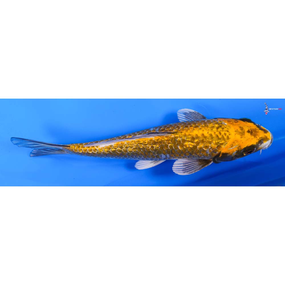 8.5” Imported Gin Rin Kujaku