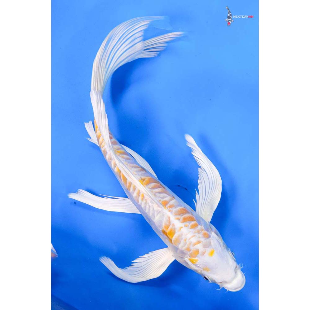 9” Imported Doitsu Lemon Hariwake Butterfly Koi