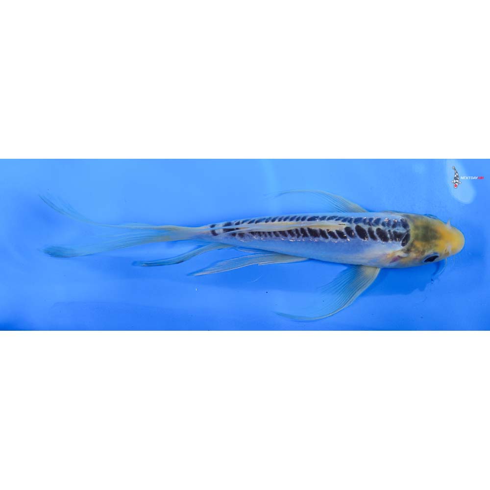 9” Imported Shusui Butterfly Koi