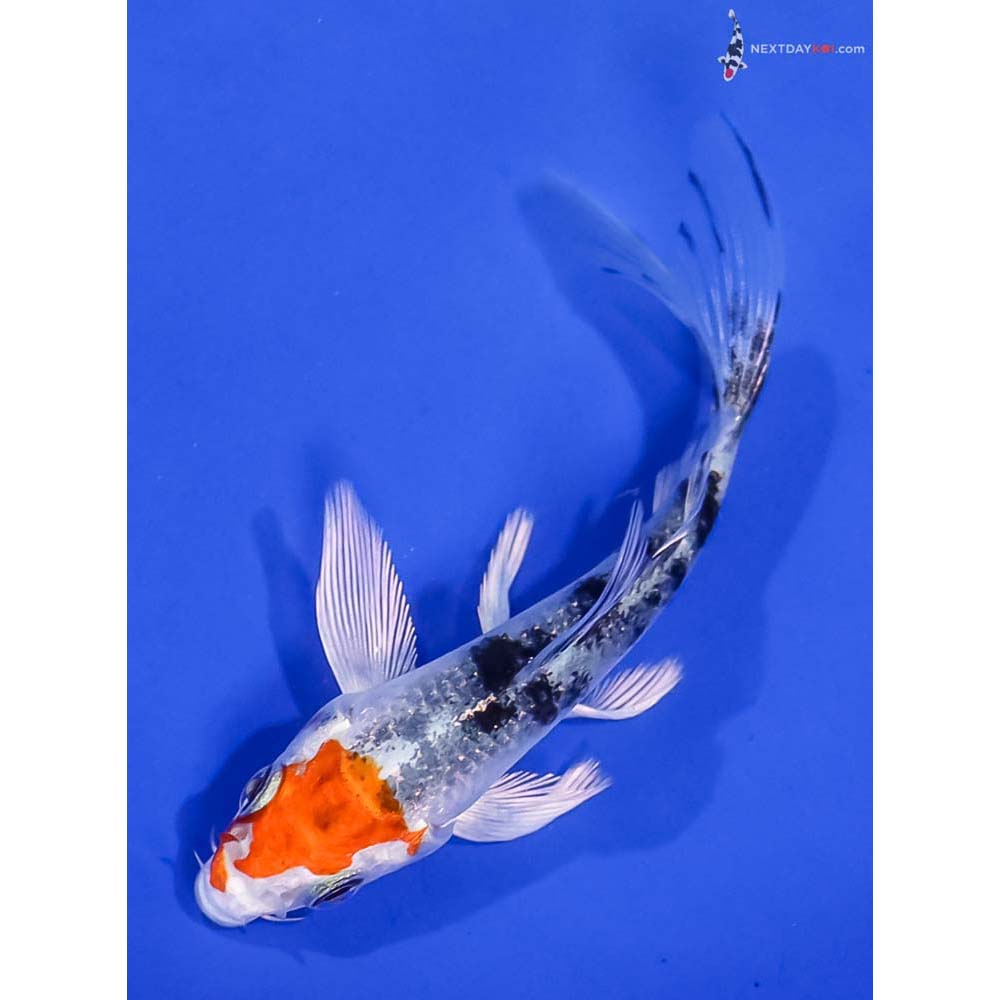 4” Imported Yamato Nishiki Butterfly Koi