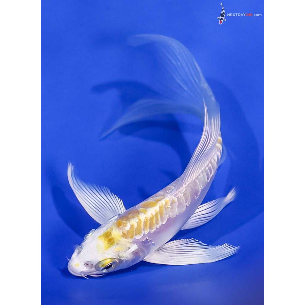 4.5” Imported Doitsu Lemon Hariwake Butterfly Koi