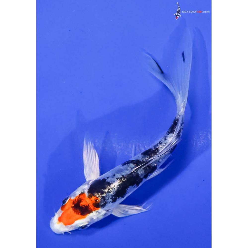 4” Imported Heisei Nishiki Butterfly Koi