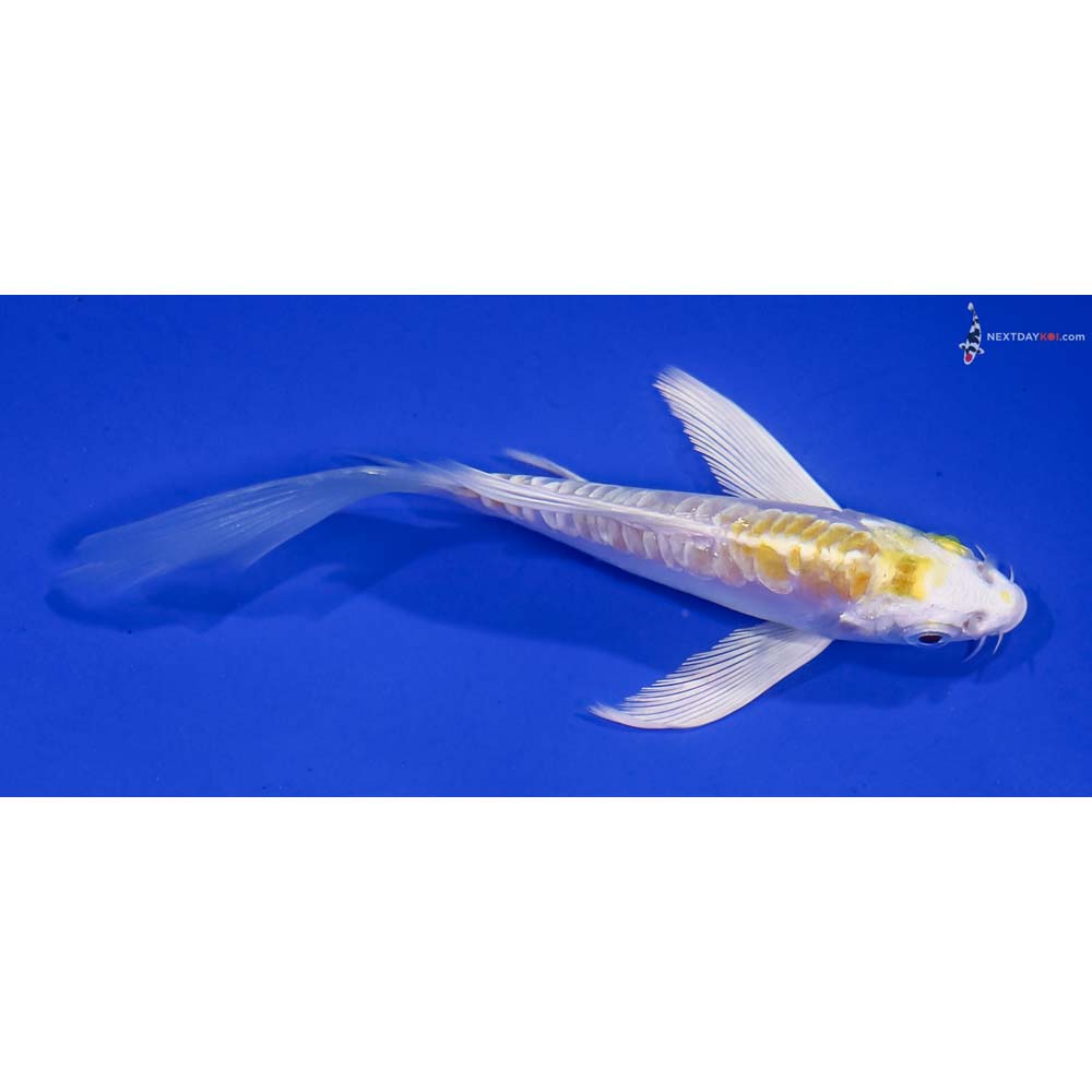 4.5” Imported Doitsu Lemon Hariwake Butterfly Koi