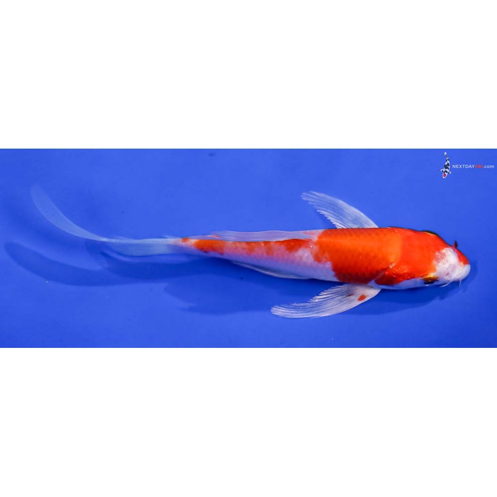 4.5” Imported Hariwake Butterfly Koi
