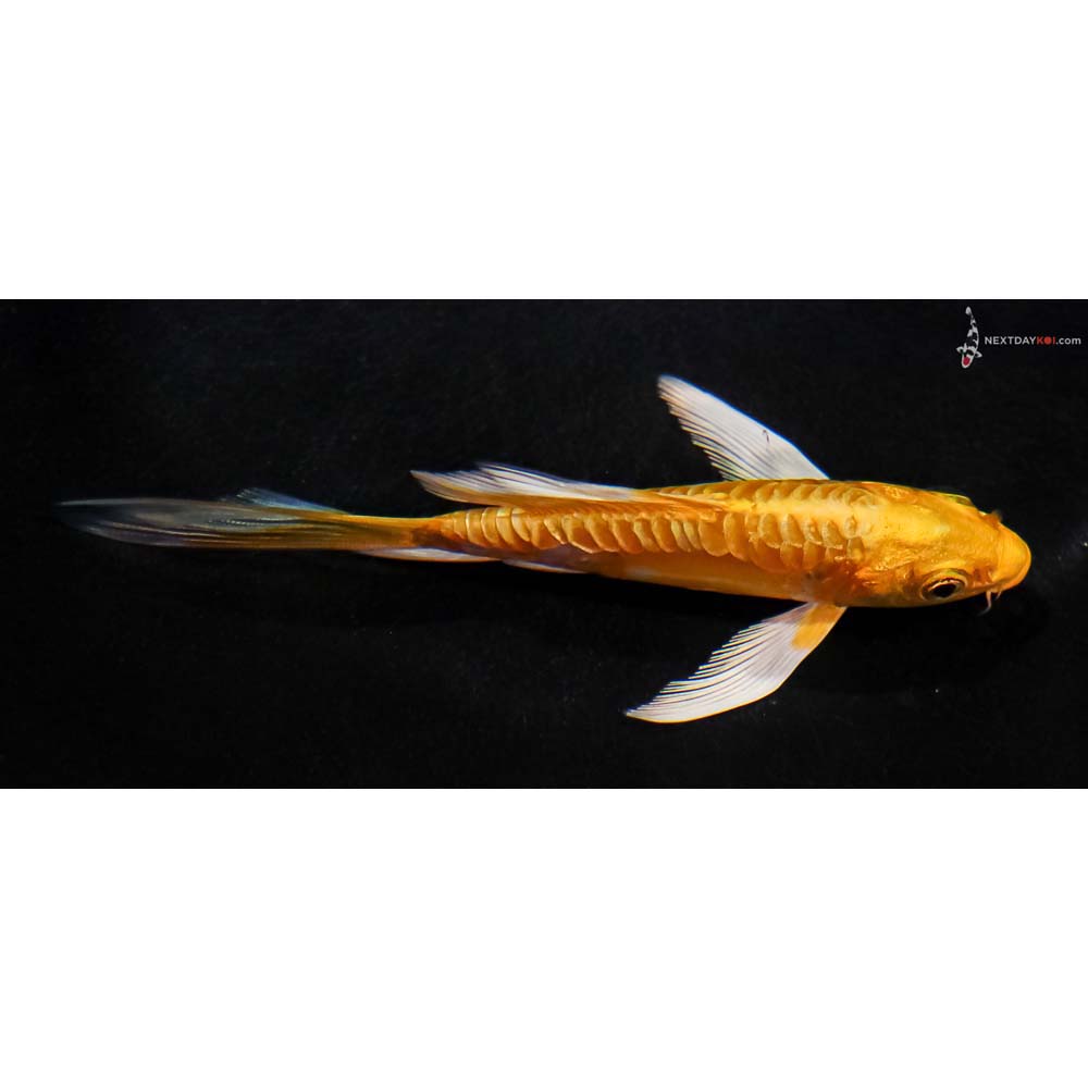 4.5” Imported Doitsu Yamabuki Ogon Butterfly Koi