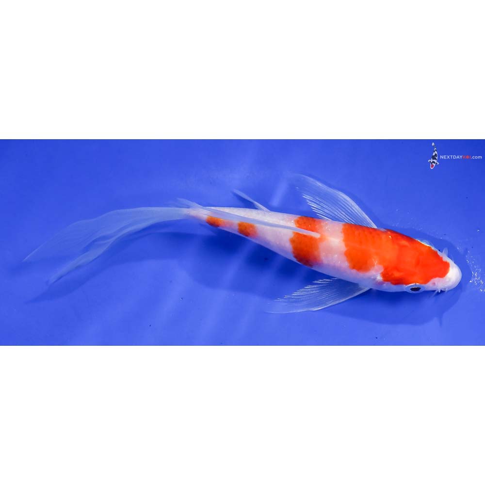 5” Imported Glass Fin Kohaku Butterfly Koi