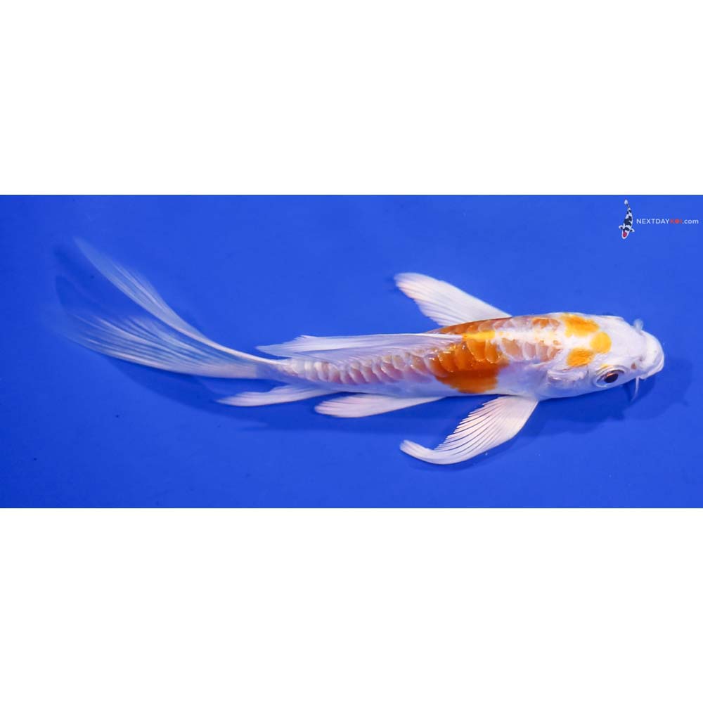 5” Imported Doitsu Lemon Hariwake Butterfly Koi