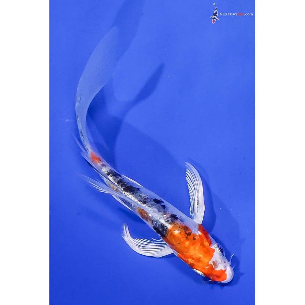 5” Imported Heisei Nishiki Butterfly Koi