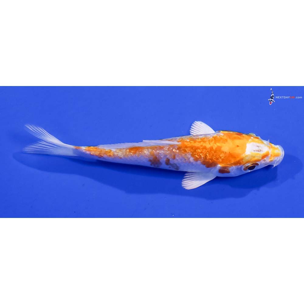 3.5” Imported Gin Rin Hariwake