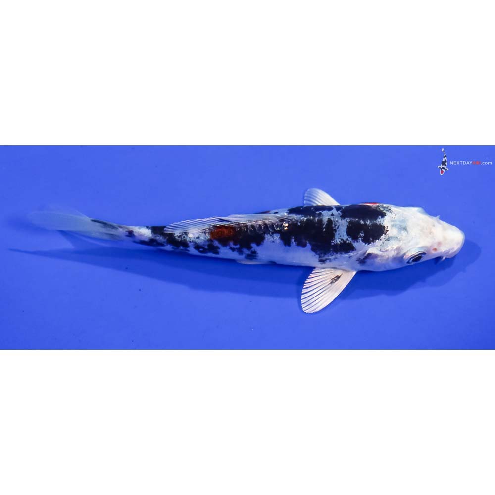 4.5” Imported Heisei Nishiki