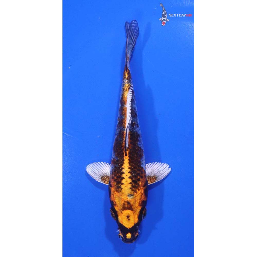 4.5” Imported Kujaku