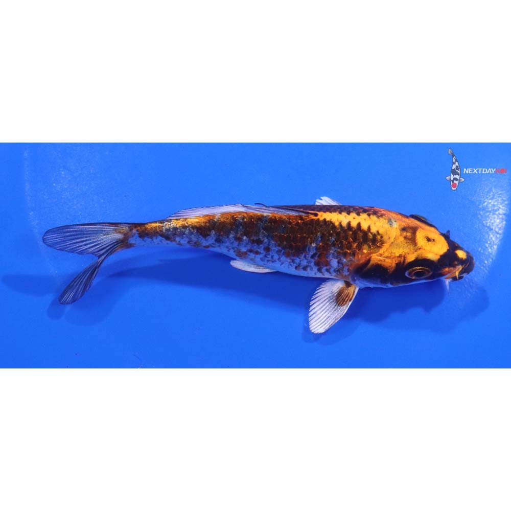 4.5” Imported Kujaku
