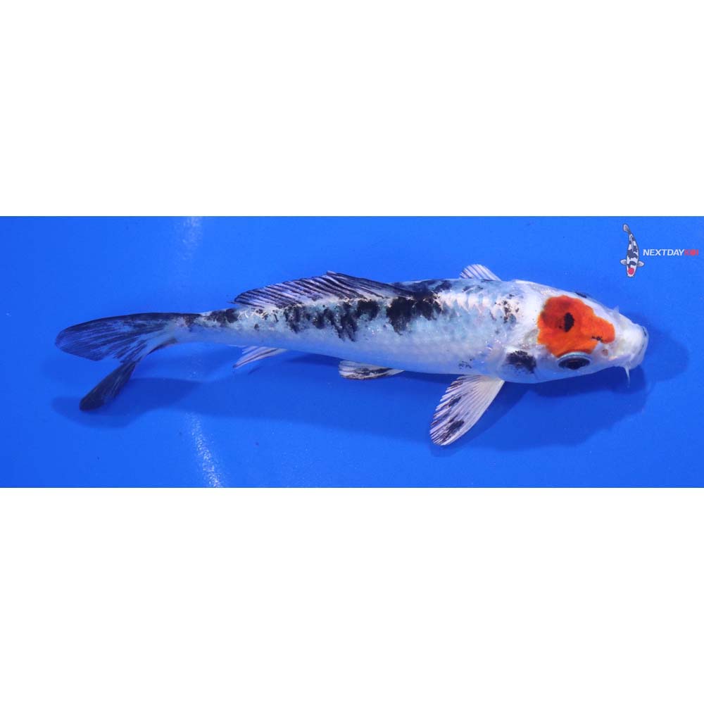 4.5” Imported Yamato Nishiki