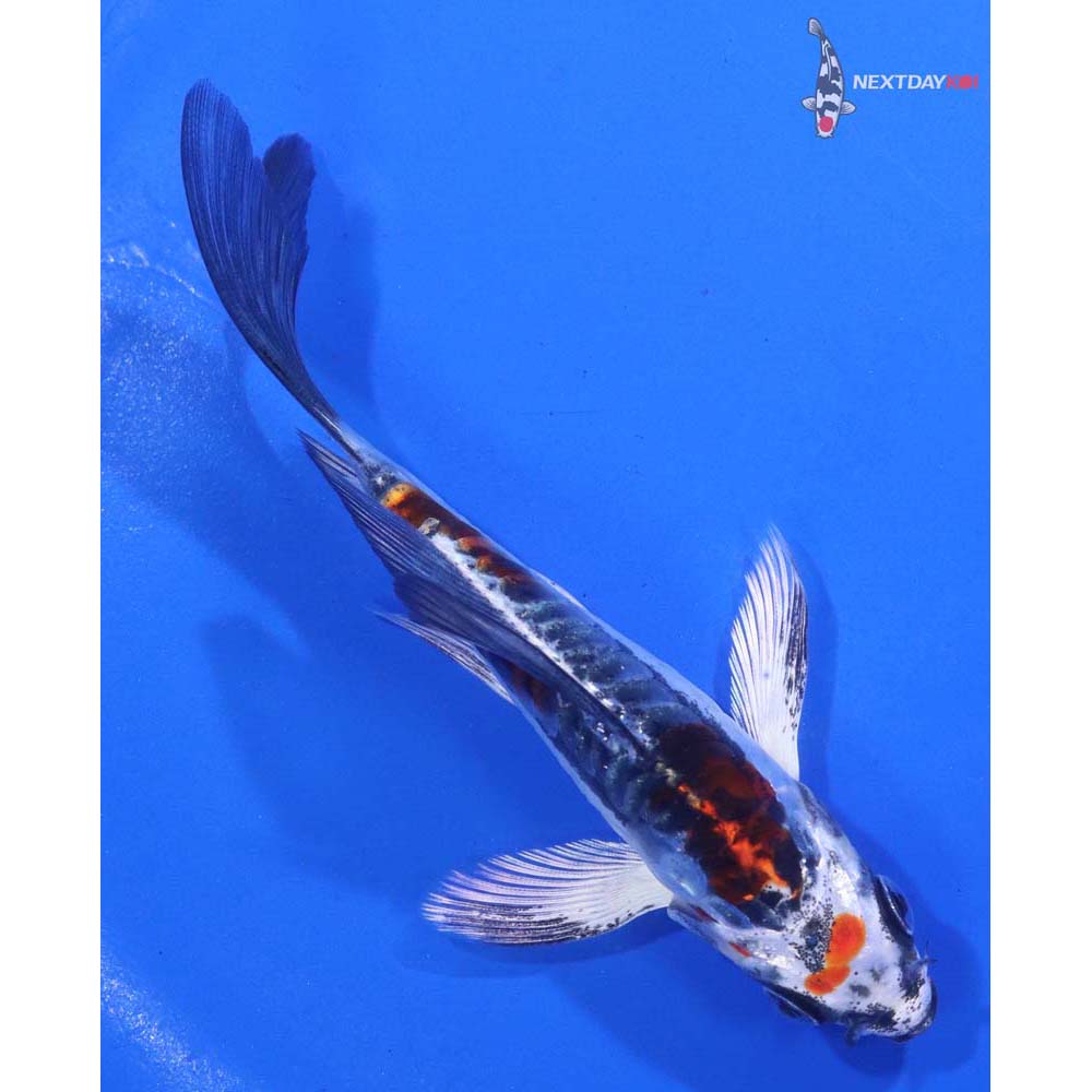 4.5” Imported Kin Kikokuryu Butterfly Koi