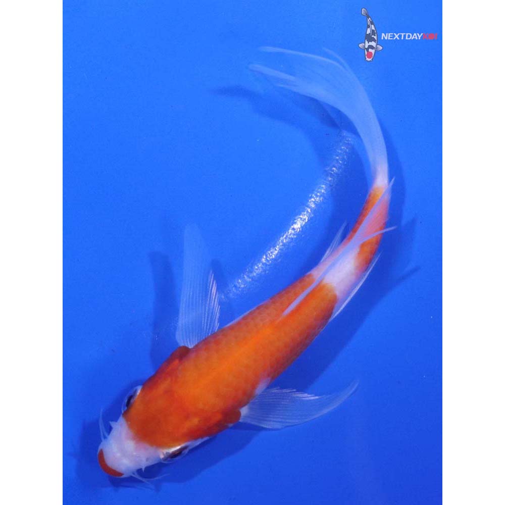 5” Imported Kohaku Butterfly Koi
