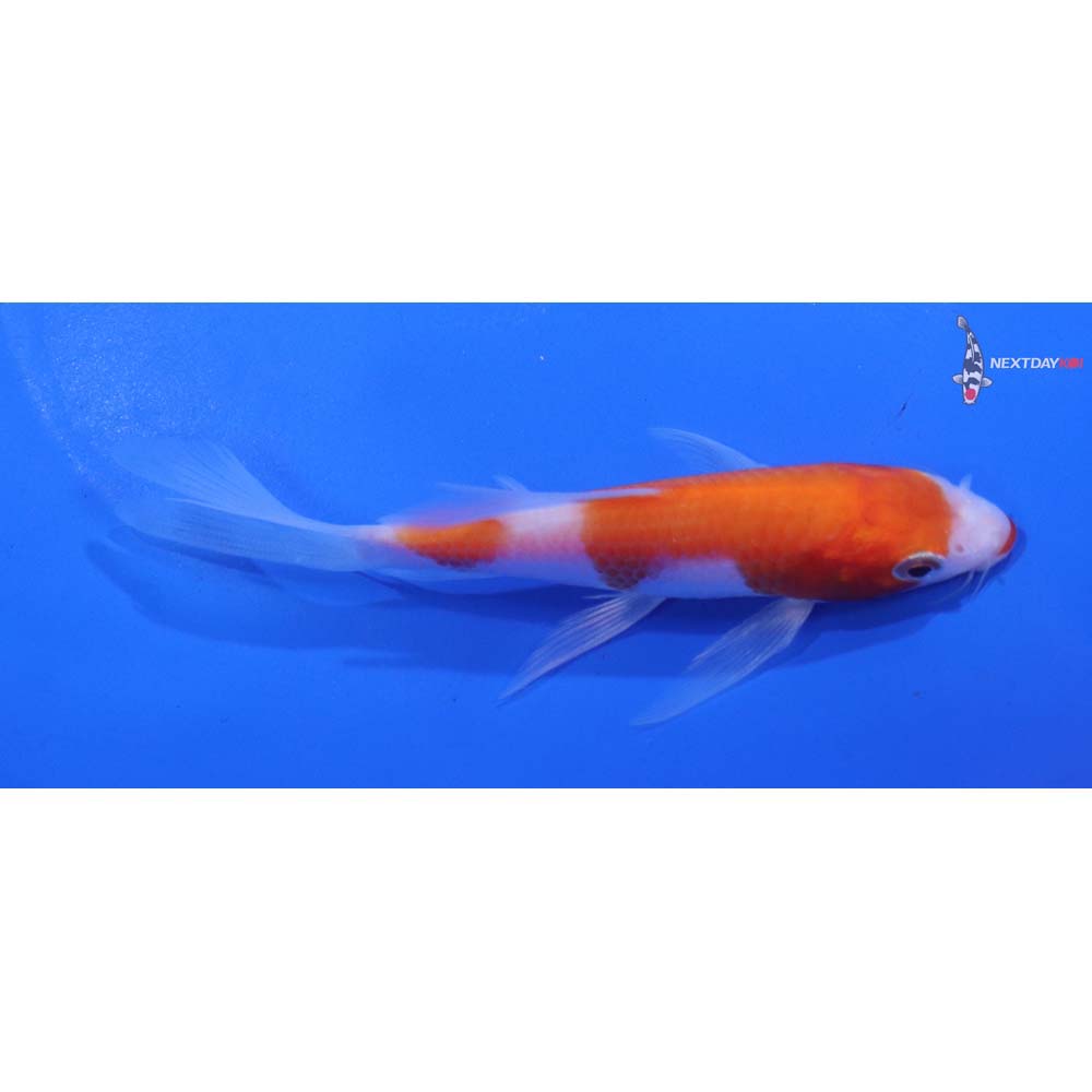 5” Imported Kohaku Butterfly Koi