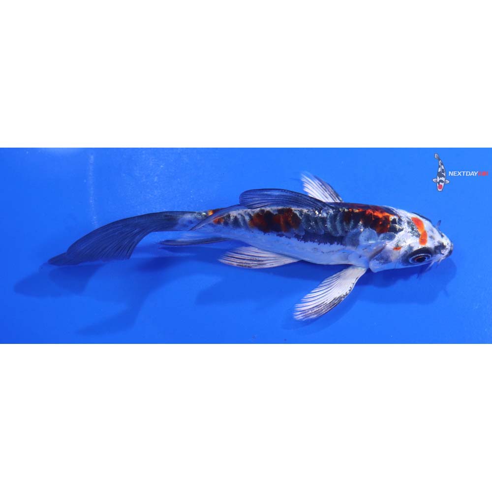4.5” Imported Kin Kikokuryu Butterfly Koi