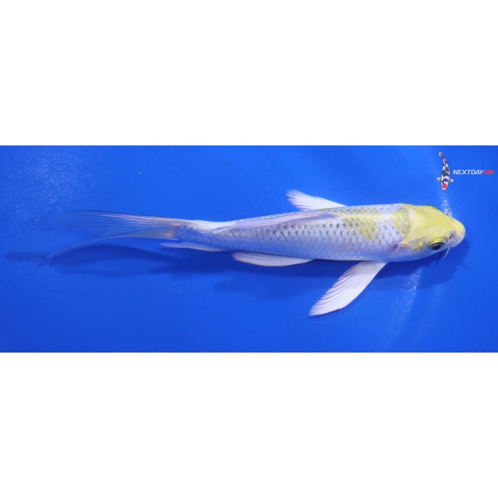 5” Imported Kujaku Butterfly Koi