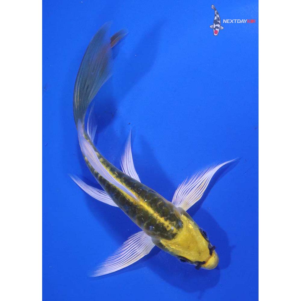 5.5” Imported Doitsu Kujaku Butterfly Koi