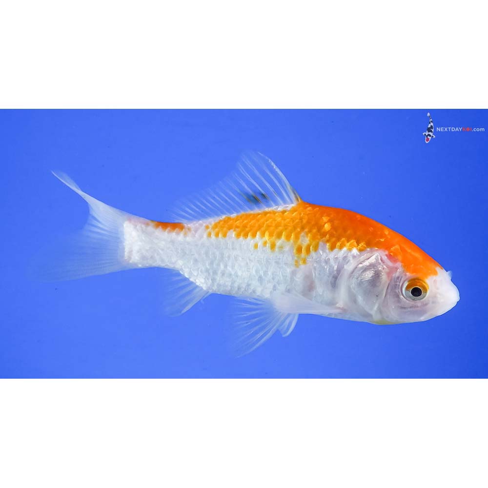 4.5” Imported Yellow and White Sarasa Comet