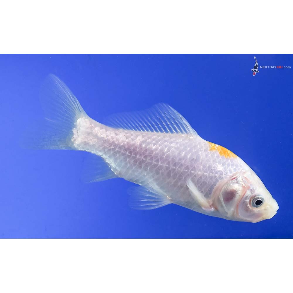 4” Imported Yellow and White Sarasa Comet