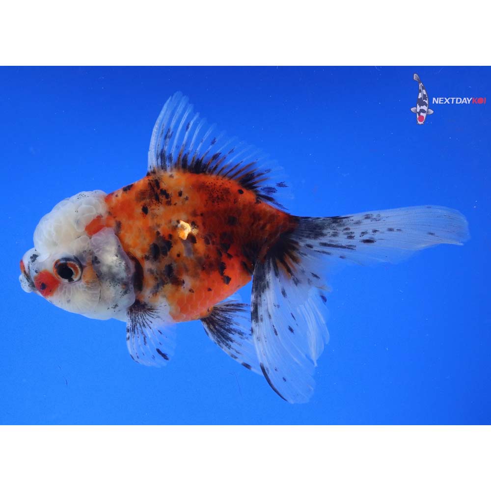 5” Imported Calico Oranda