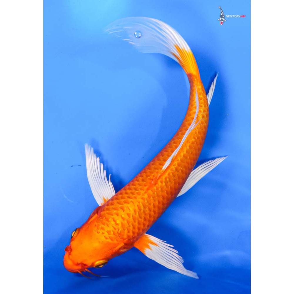 9” Imported Orenji Ogon Butterfly Koi