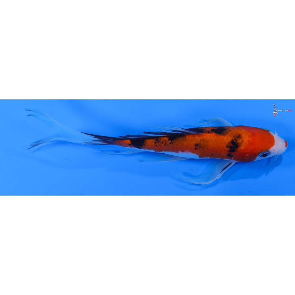 6.5” Imported Sanke Butterfly Koi