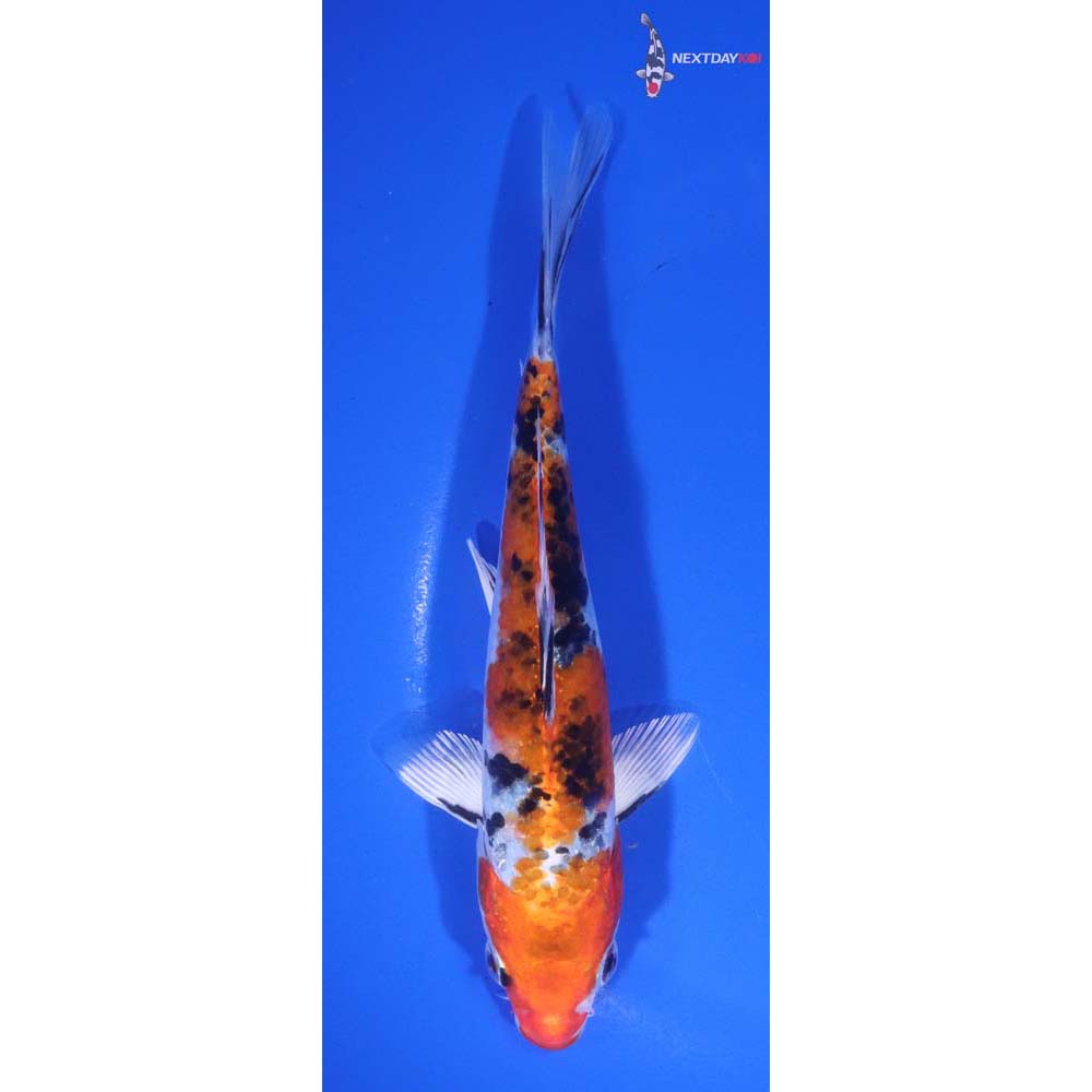 6.5” Imported Yamato Nishiki
