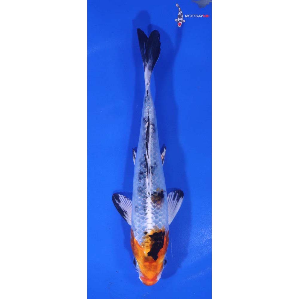 6” Imported Yamato Nishiki