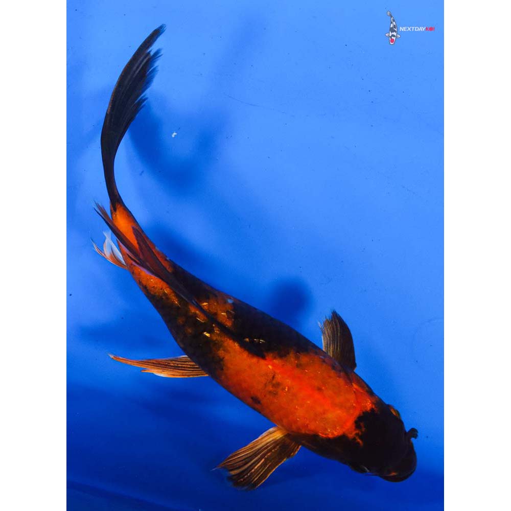 9.5” Imported Kin Hi Utsuri Butterfly Koi