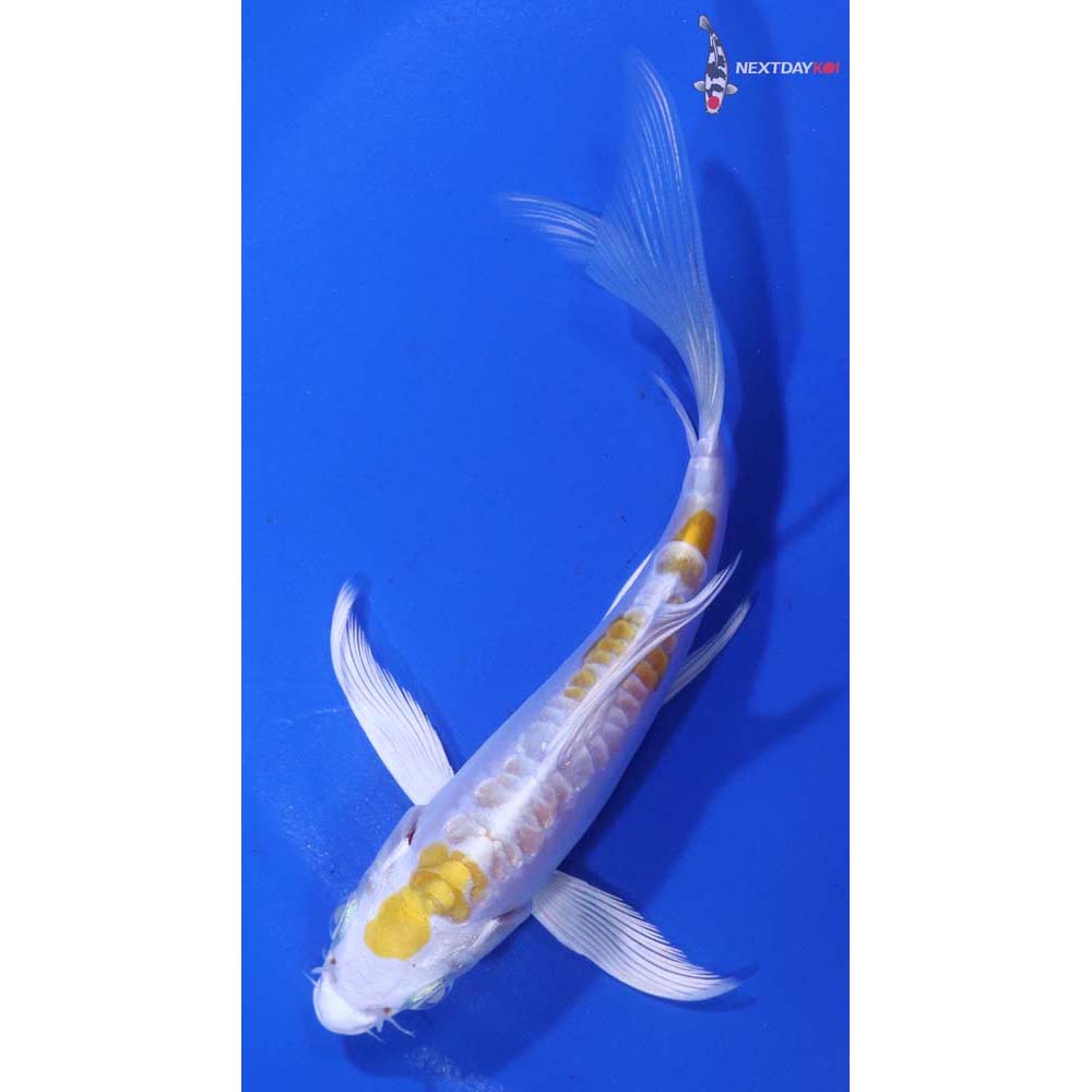 5” Imported Doitsu Lemon Hariwake Butterfly Koi