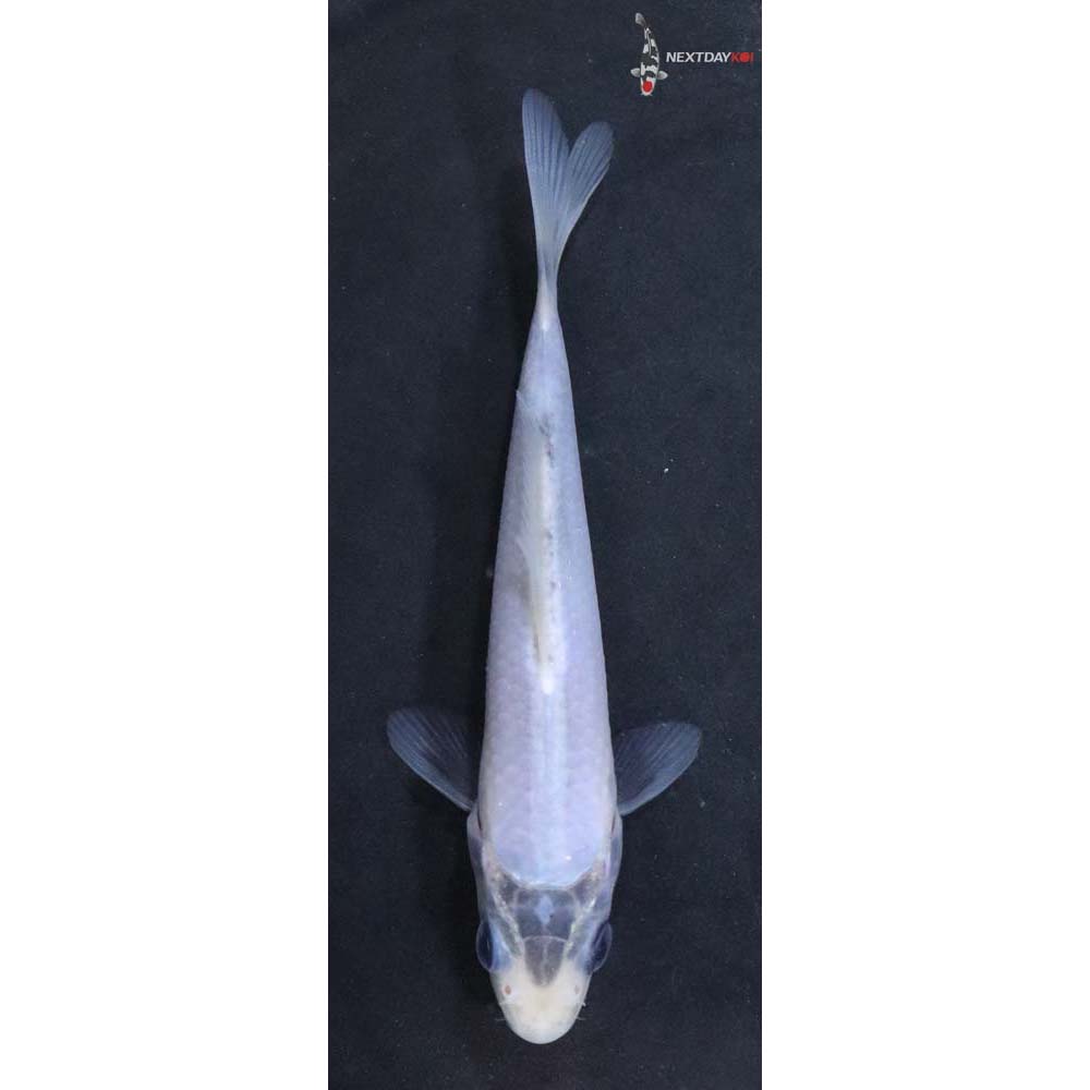 4” Imported Matsukawabakke