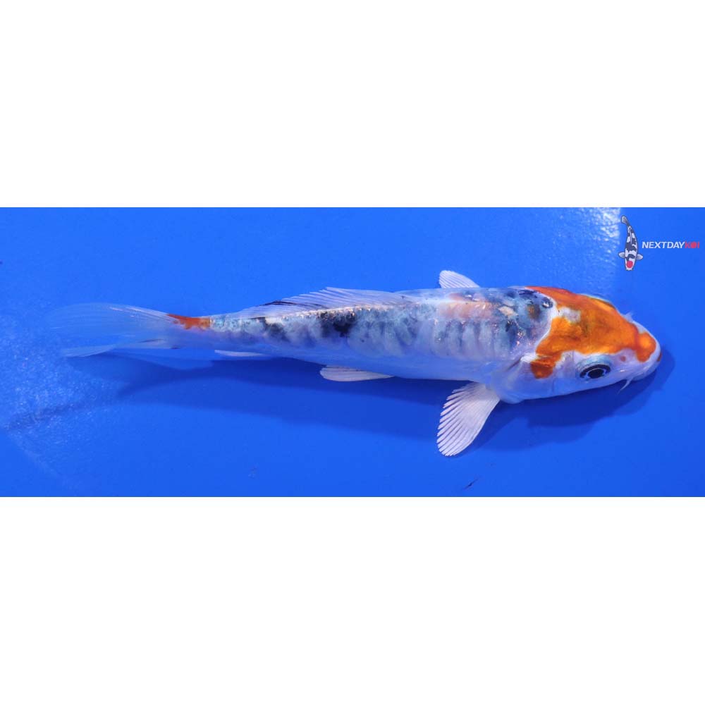 4.5” Imported Heisei Nishiki